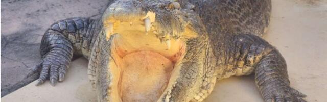 RIP, Burt: Powerful Croc, ‘Confirmed Bachelor,’ and True Star of Crocodile Dundee