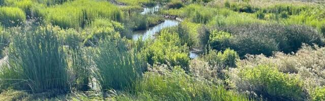 San Francisco Bay island sold at auction for $3.8 million to John Muir Land Trust