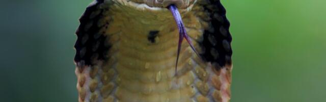 Man Bitten by 200 Snakes Helps Scientists Create a Super Antivenom