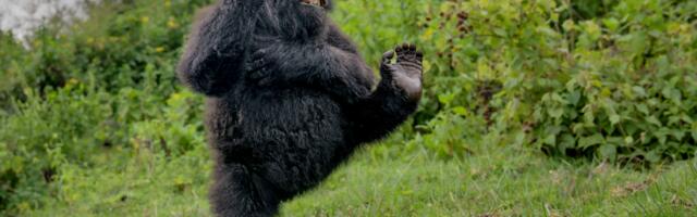 Comedy Wildlife Awards 2025 winners announced — here are the hilarious winning photos
