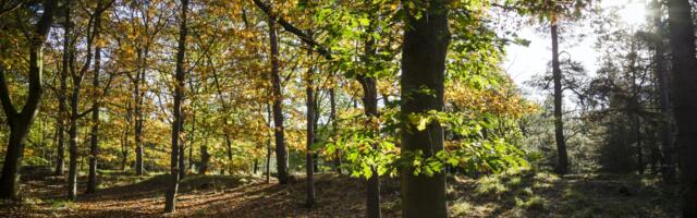 German startup Dryad secures €10.5 million for its wildfire detection tech