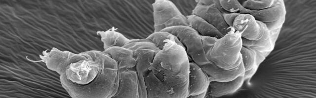 New Species of Tardigrade Displays Superhero-Like Healing Ability