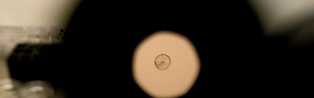 Scientists Just Caught Human Embryo Implantation on Camera