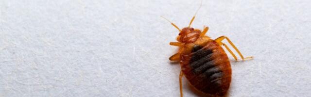 The Misunderstood Parasites That Rule Our World