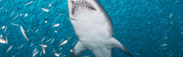 New York’s shark-infested waters are a good thing. Yes, really.