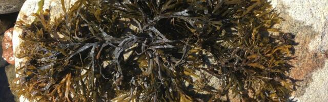 A ‘Real Super Female’: 310-Mile Stretch of Seaweed May Be World’s Biggest Clone