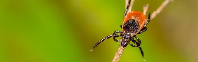The Risk of Becoming Allergic to Meat After a Tick Bite May Be Higher Than Thought