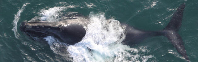 Scientists hunting mammoth fossils found whales 400 km inland