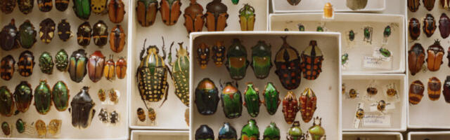 Why are there so many species of beetles?