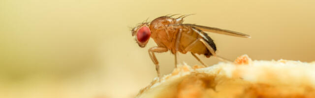 Some flies go insomniac to ward off parasites