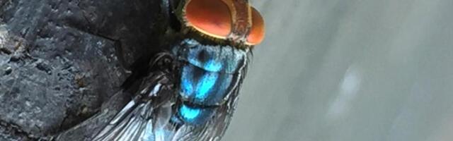 Where the New World screwworm has been seen, and why it’s a big deal