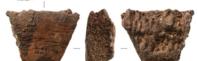 Humans Were Making Tools From Whale Bones 20,000 Years Ago, Study Reveals