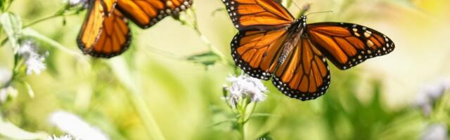Scientists finally have something hopeful to tell us about monarch butterflies