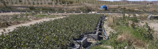 The Iran war could haunt grocery bills long after the fighting stops