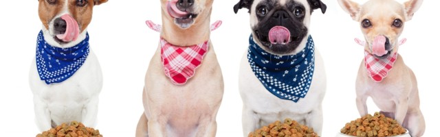 Tech for tackling pet obesity