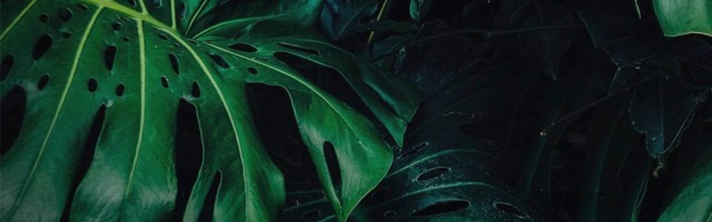 Introducing Sifted’s latest newsletter, Sustain