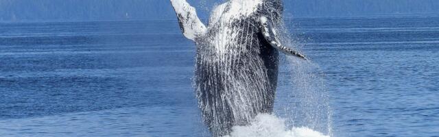 Humpy the Whale Cost FTX, Alameda $1 Billion in Losses, Lawsuit Alleges