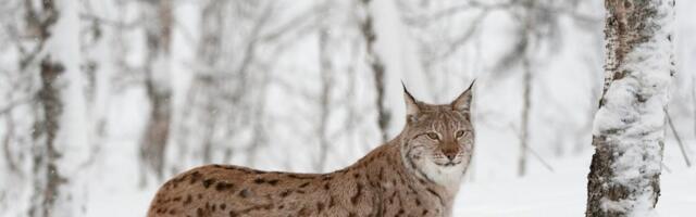 Why Lynx could return to Scotland but it needs to be done in the right way