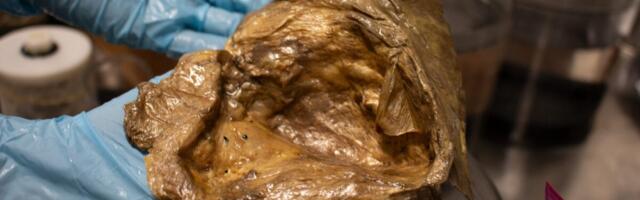 Scientists Finally Solve Mystery of ‘Golden Orb’ Found on Alaskan Seafloor