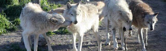 Chernobyl’s Wolf Population Is Now 7 Times Higher Than Before the Disaster
