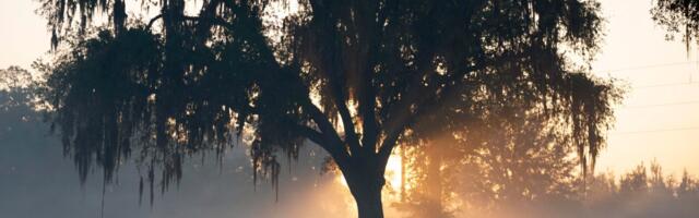 Why the American Southeast is becoming a new hotspot for wildfires