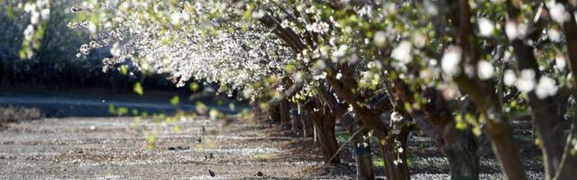 Stanford graduates’ startup turns almond shell waste into organic fertilizer