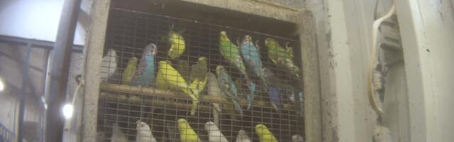 Inside the squalid “bird mills” that breed tropical parrots for America’s pet stores