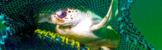 How new fishing tech can reduce bycatch of turtles and other creatures