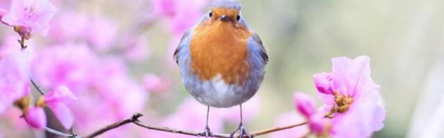 New Haikubox Uses Artificial Intelligence to Identify Bird Songs, Chirps and Peeps