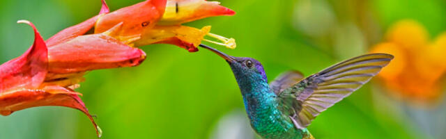 Hummingbirds thrive on an extreme lifestyle. Here’s how.