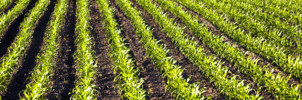 Anuvia raises $103 million to commercialize its novel fertilizer