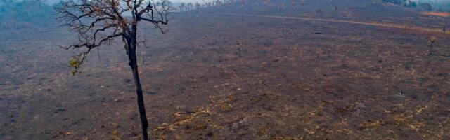 The alarming decline of Earth’s forests, in 4 charts