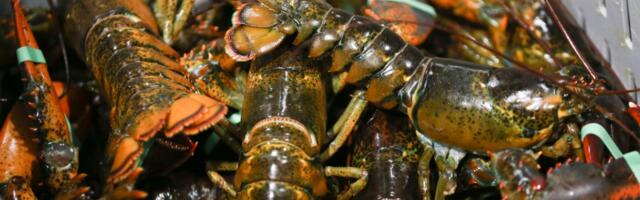 East Coast lobstermen drop lawsuit against Monterey Bay Aquarium for telling people to stop eating lobster