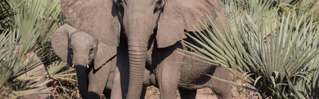 New research shows bigger animals get more cancer, defying decades-old belief