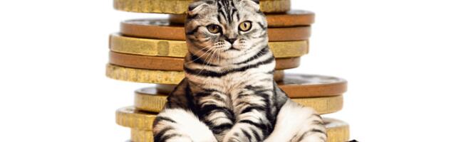 Pettech in Europe is pawsitivity booming with investors lining up to play ball