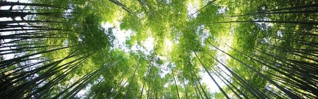 Estonia’s Single.Earth raises $7.9 mln seed round to tokenize nature