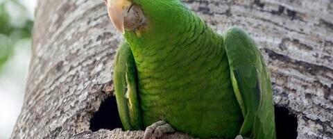 Generative AI startup Parrot raises $11M in Series A funding to grow its AI-powered transcription platform