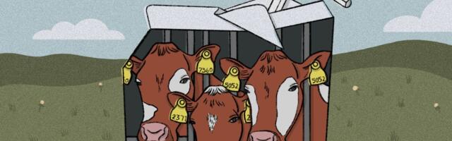 The life of a dairy cow