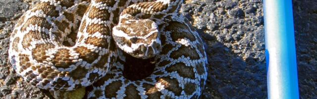 That Thing You’ve Heard About Baby Rattlesnakes? It’s Wrong