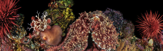 4D-печать и осьминоги