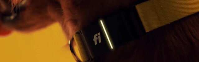 How Well Does The Fi Collar Work? Here's What Pet Owners Say