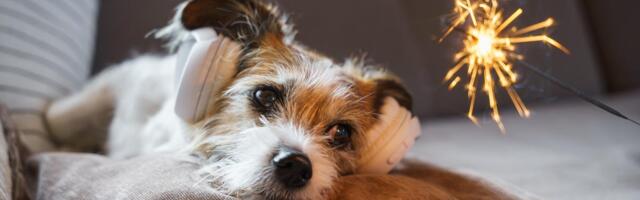 6 Devices and Tips if Your Pet Is Afraid of Fireworks This Fourth of July