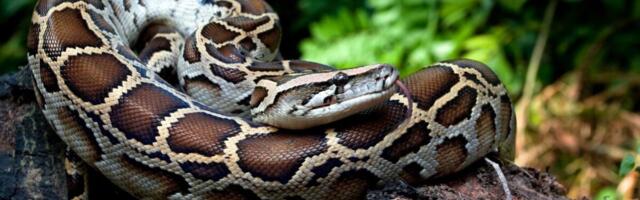 Scientists Discover Secret Weapon That Allows Pythons to Digest Bones