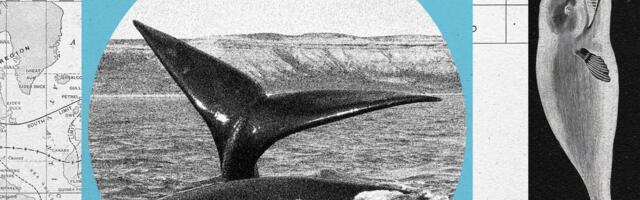 A North Atlantic Right Whale Baby Boom Is On—but the Species Remains at Risk