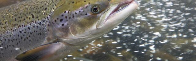 Cocaine-Fueled Wild Salmon Swam Twice as Far as Sober Ones