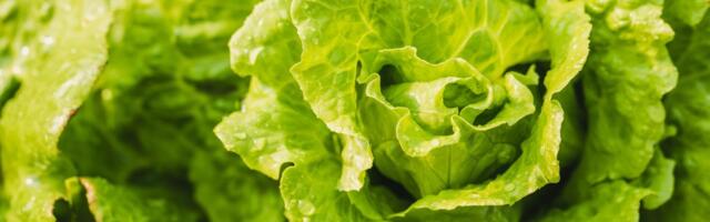 So is the lettuce bad or not?