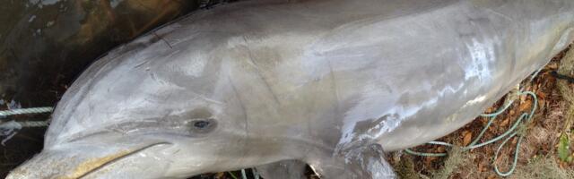 Starving Dolphins in Florida Traced to Algae Bloom Fueled by Human Waste