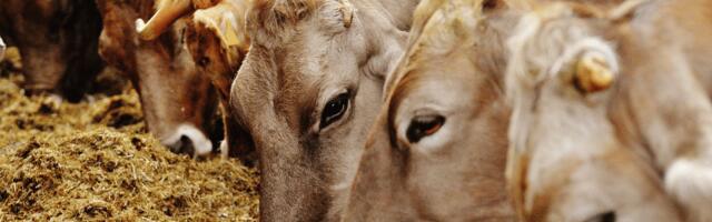 British AgriTech startup Antler Bio raises €3.6 million to help farmers increase milk yield