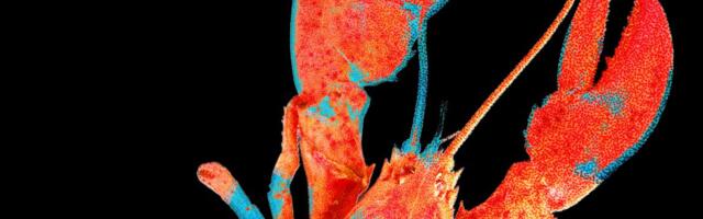 Moltbook, the Social Network for AI Agents, Exposed Real Humans’ Data