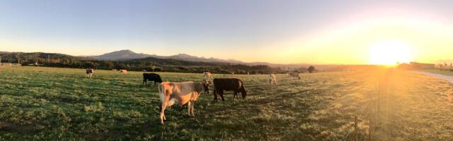 Halter’s smart cattle collars are on 1 million animals — with a billion more to go. Founders Fund just bet $220M on it